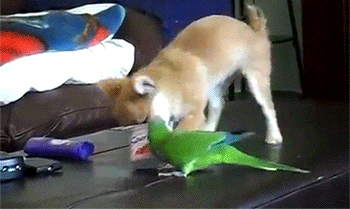 喧嘩してる動物たち