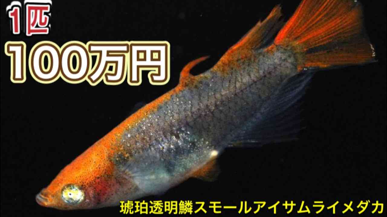 1匹100万円も…メダカの過熱人気、業者嘆き「副業や稼ぎばかり注目」　トラブル続出の背景は