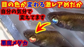 1匹100万円も…メダカの過熱人気、業者嘆き「副業や稼ぎばかり注目」　トラブル続出の背景は