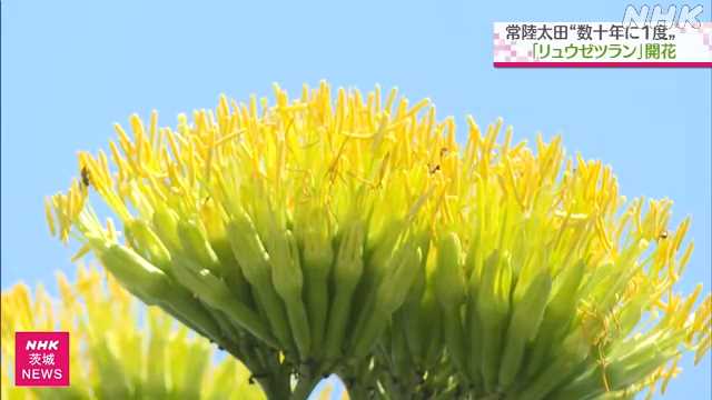 “花は数十年に一度” リュウゼツランが住宅で開花 常陸太田｜NHK 茨城県のニュース