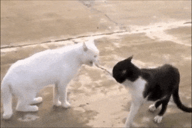 喧嘩してる動物たち