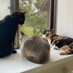 風 on Twitter: 