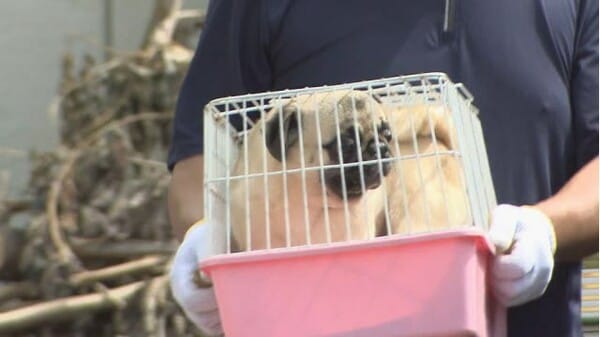 無免許で犬に帝王切開…元業者社長を「殺傷罪」で追起訴　杉本彩さん「虐待罪で終わらせる事案ではない」