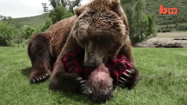 動物と触れ合いたい
