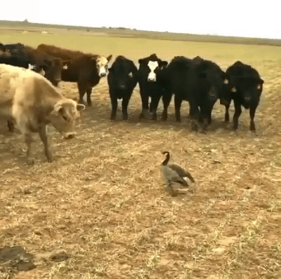 喧嘩してる動物たち