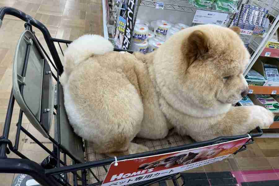 ド迫力ボディで買い物カートを占領 チャウチャウ犬に4万人驚愕 「絶対ぬいぐるみだと」