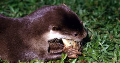 「かわいい」で飼育やめて　野生動物、動画で訴え ｜ 共同通信