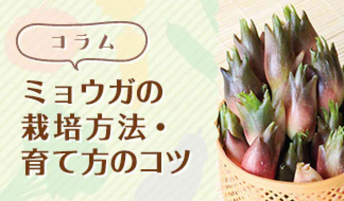 初心者向け！ミョウガの栽培方法・育て方のコツ｜特集｜読みもの｜サカタのタネ 家庭菜園・園芸情報サイト 園芸通信