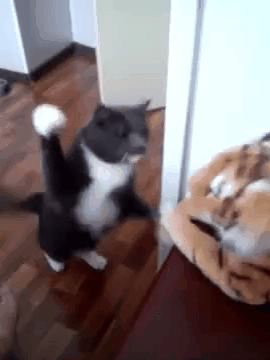 喧嘩してる動物たち