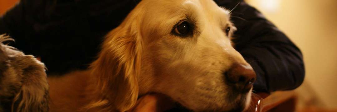 置き去り犬めぐちゃん「強制執行」～「動物はモノ」という悲しい現実（折原 みと） | FRaU