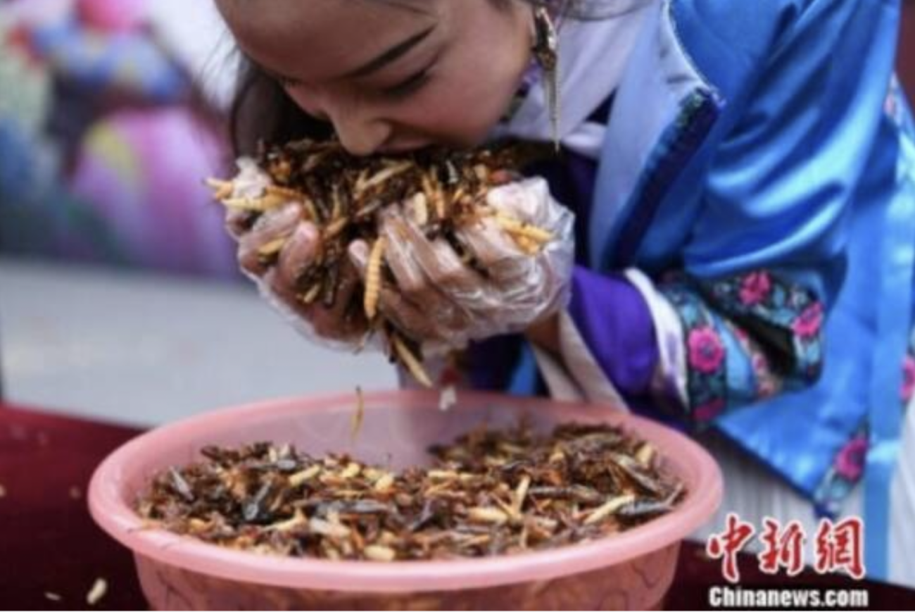 食糧危機を演出し、世界中に「昆虫食」を普及させている黒幕も「中国共産党」だった  |  RAPT理論+α