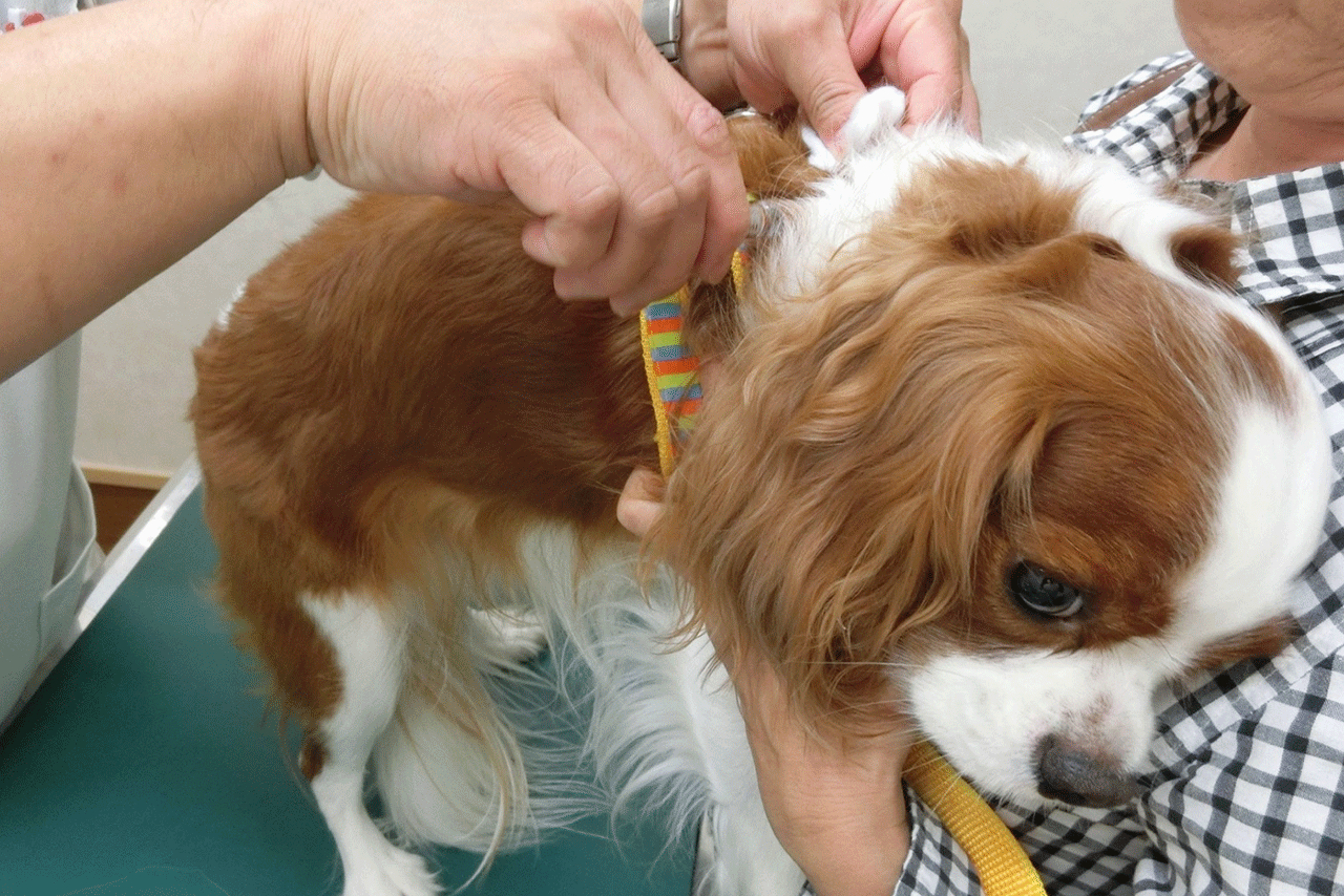 犬・猫へのマイクロチップ装着が義務化も“埋め込む痛み無視”、素人による「ネット販売」事案が発生 | 週刊女性PRIME