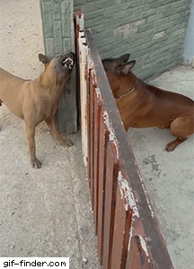 喧嘩してる動物たち