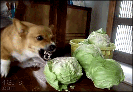 保護犬猫の里親断られた人