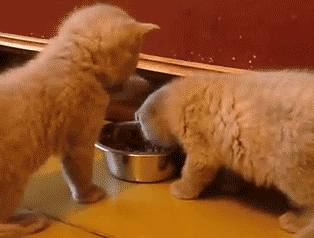 喧嘩してる動物たち