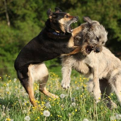 喧嘩してる動物たち