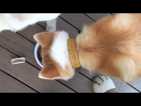 「犬の首輪がきつくて可哀想なので緩めてあげてください」とコメントする人へ。 - YouTube
