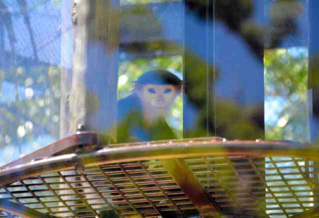 「世界一美しいサル」動物園に仲間入り　ベトナム戦争で激減の希少種