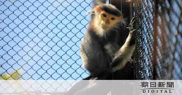 「世界一美しいサル」動物園に仲間入り　ベトナム戦争で激減の希少種：朝日新聞デジタル