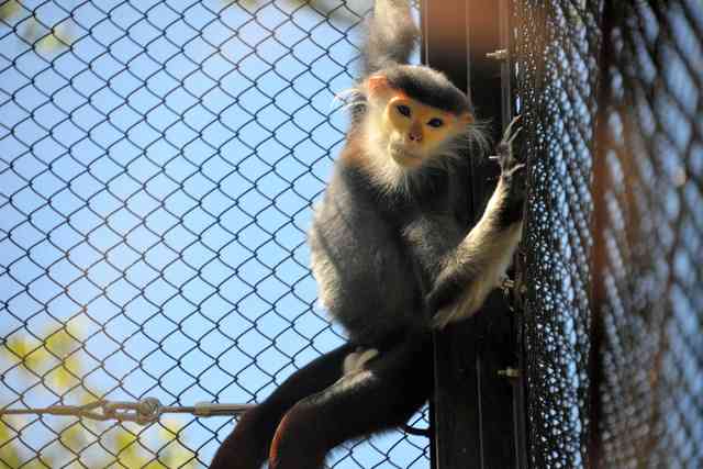 「世界一美しいサル」動物園に仲間入り　ベトナム戦争で激減の希少種