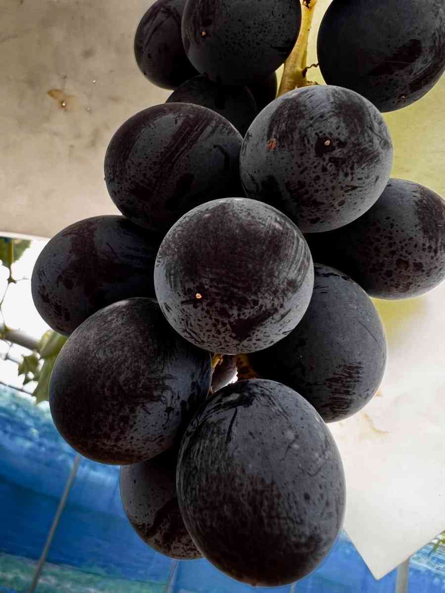 NGT48富永夢有が活動終了「突然の発表で驚かせてしまってごめんなさい」