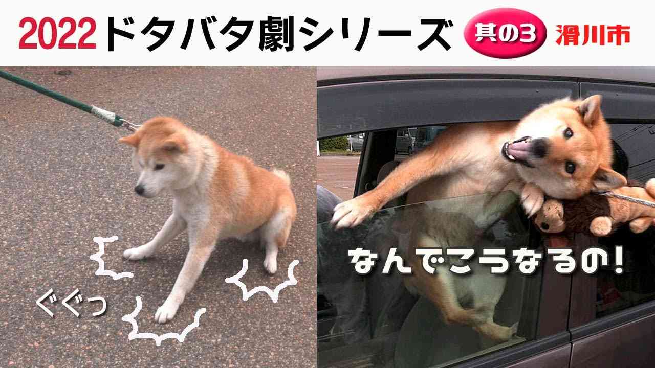 画像を貼ってこの中で一番好きなのは？と聞いてみるトピ