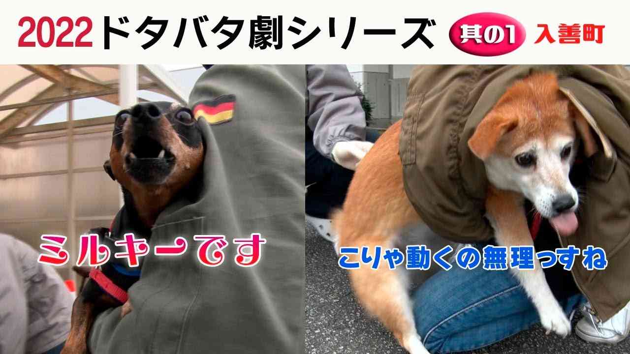 画像を貼ってこの中で一番好きなのは？と聞いてみるトピ