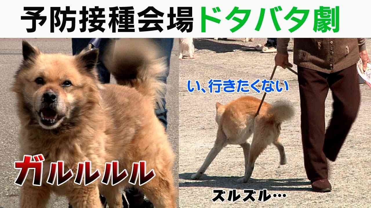画像を貼ってこの中で一番好きなのは？と聞いてみるトピ