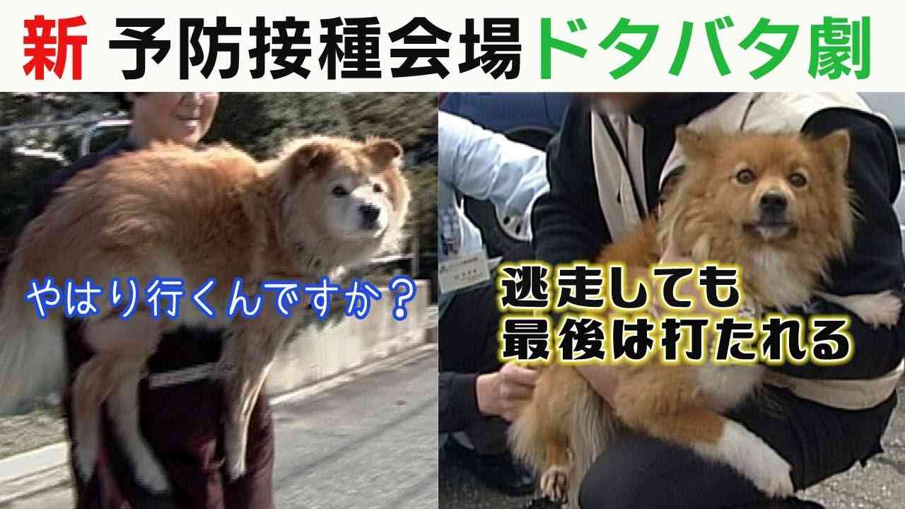 画像を貼ってこの中で一番好きなのは？と聞いてみるトピ