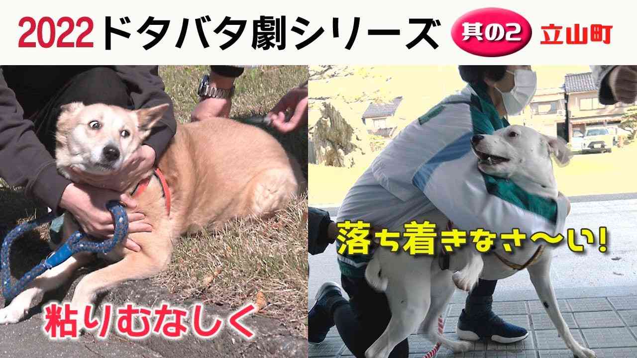 画像を貼ってこの中で一番好きなのは？と聞いてみるトピ