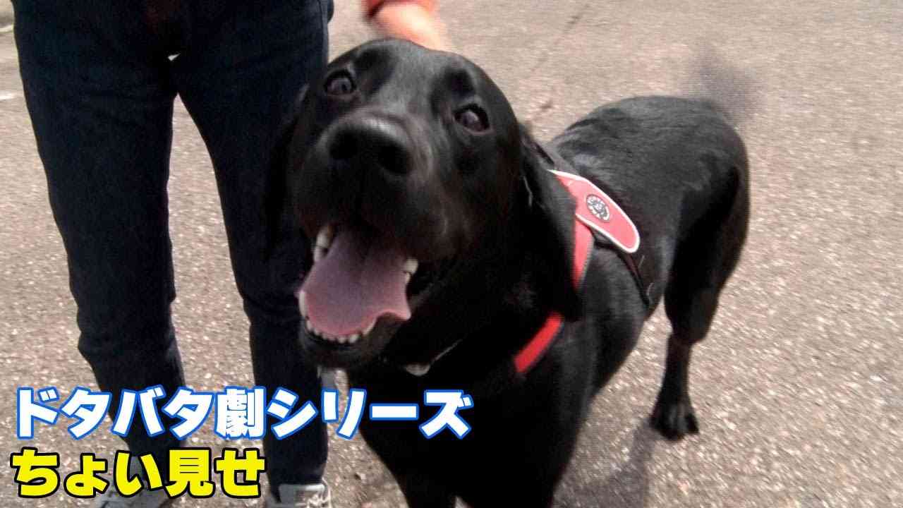 画像を貼ってこの中で一番好きなのは？と聞いてみるトピ