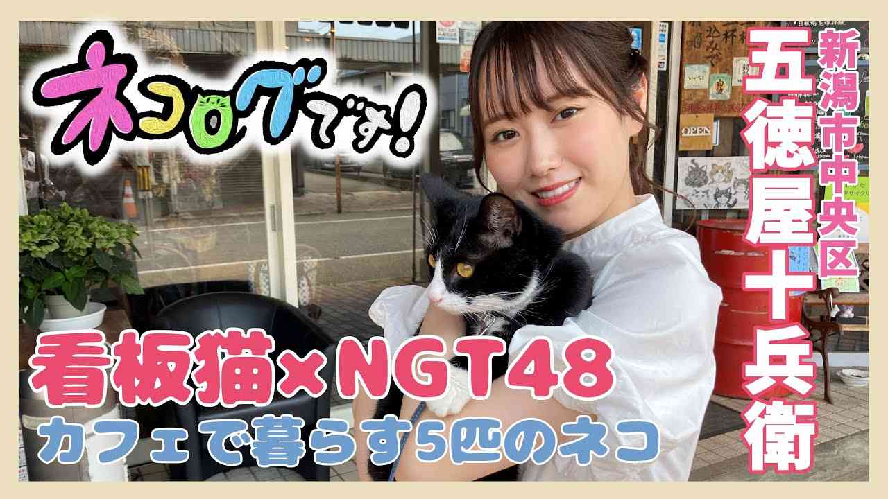 【看板猫】新企画ネコログです！?  NGT48が新潟の看板猫に会いに行く！ 第1弾は西潟茉莉奈が「お散歩ネコ」や「肩乗りネコ」のいるカフェ・五徳屋十兵衛（新潟市中央区）へ！ - YouTube