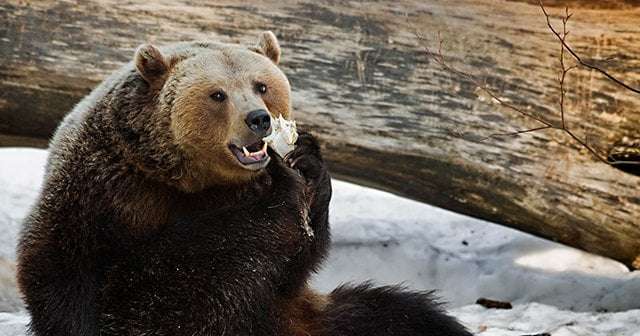 札幌圏内でヒグマが人間を殺して腹部、臀部などを食べて…持っていれば生存確率が上がるものとは - 登山 - Number Web - ナンバー