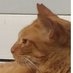 茶請け on Twitter: 