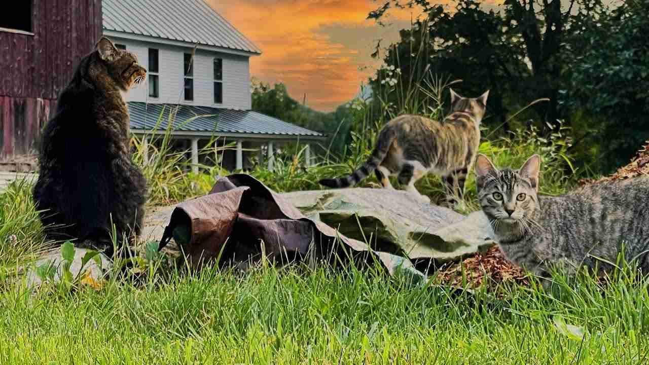 New Barn Cats Explore the Farm - YouTube