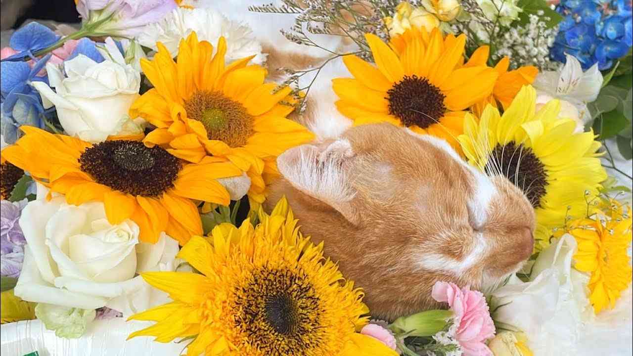 「ありがとうデブ、大好き。」~心臓病と闘ったボス猫の記録~ - YouTube