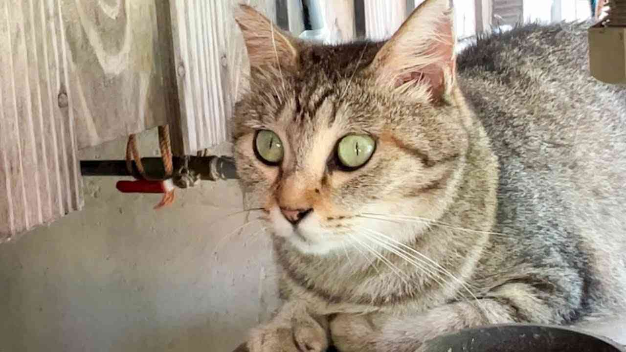 「さあ…なんの事かしら？」と、しらばっくれる猫。 - YouTube