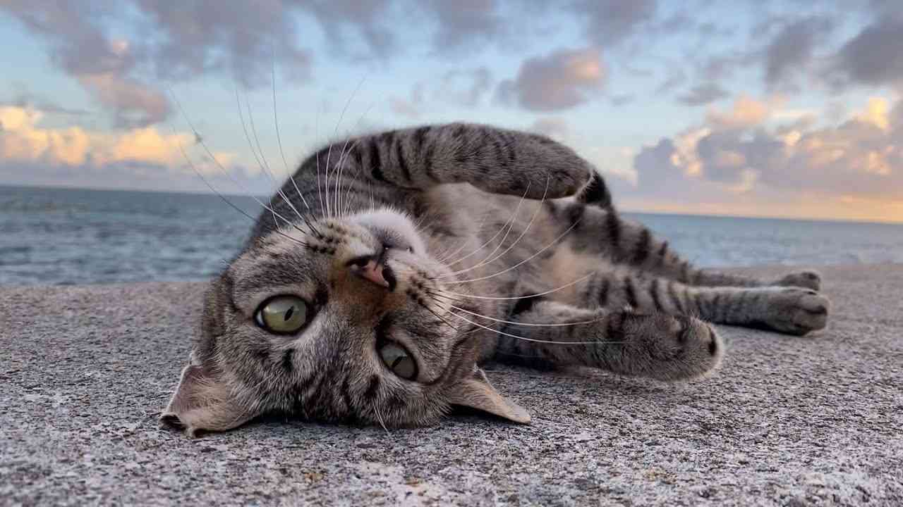海に沈む夕陽を防波堤で眺めるサバトラ猫さんが可愛過ぎる - YouTube