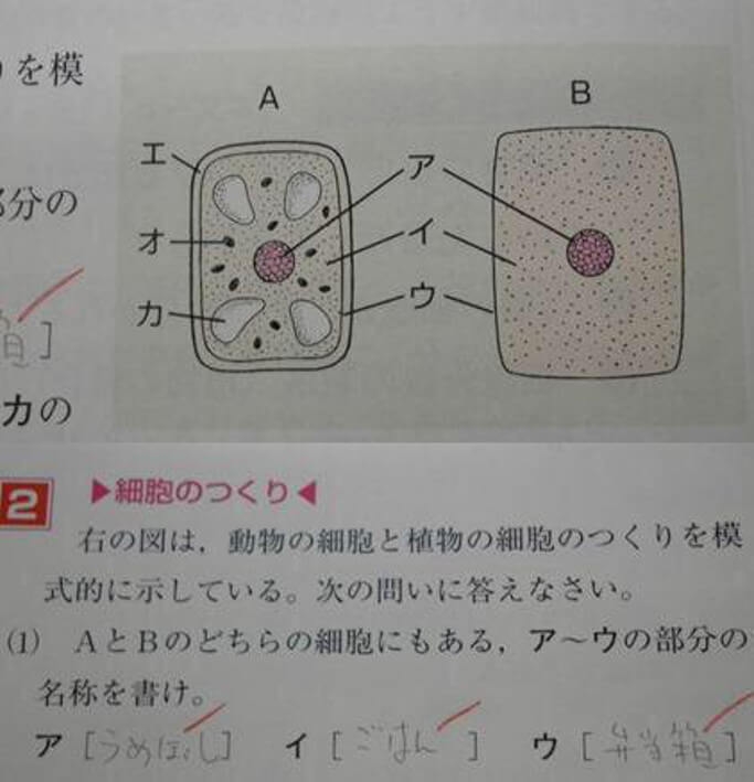 テストや問題集の珍回答・教科書の落書きが見たい