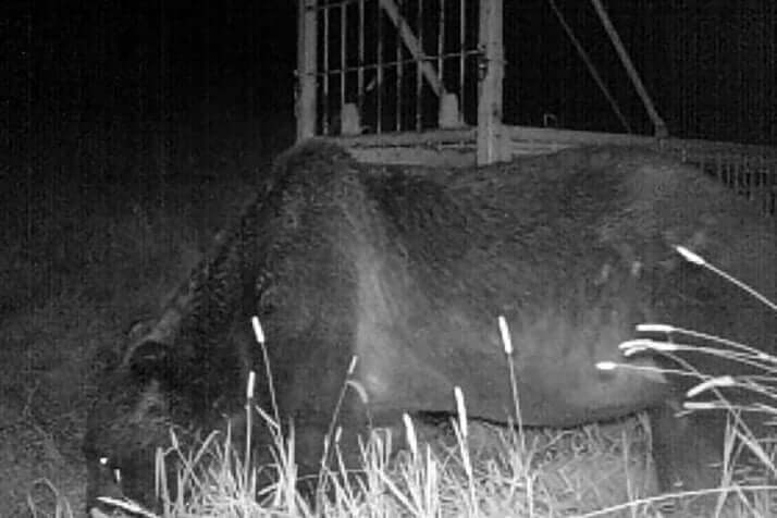 牛65頭殺傷の最凶ヒグマ「OSO18」　動物愛護団体らからの抗議でハンターが動けない不条理（抜粋） | デイリー新潮