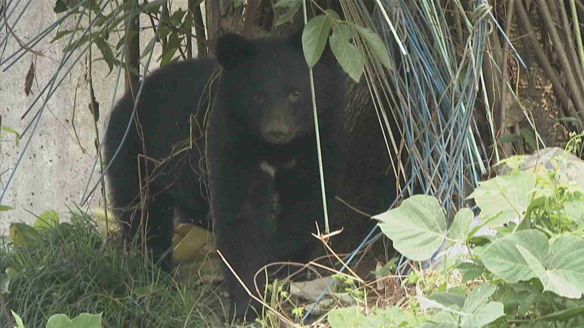 クマ大量出没のおそれ ブナの実“凶作”予想で石川県が2年ぶり「警戒情報」 | 石川県のニュース｜MRO北陸放送 (1ページ)