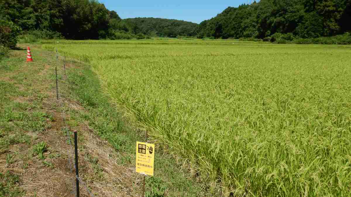 安倍さんは旧統一教会の広告塔だった 《邑から日本を見る》118