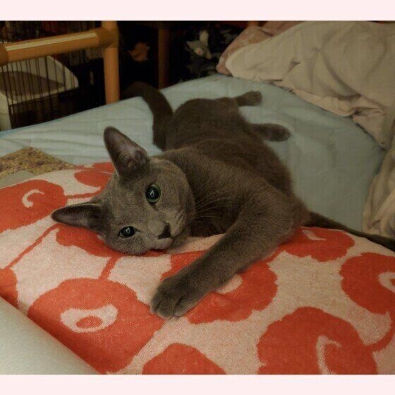 猫のためのベッドがあっても…猫が飼い主の枕を寝床にしたり、飼い主の布団に入りたがる健気な理由
