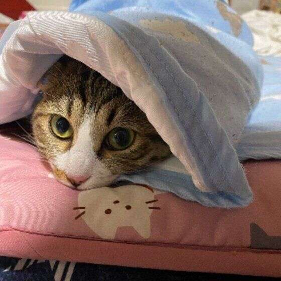 猫のためのベッドがあっても…猫が飼い主の枕を寝床にしたり、飼い主の布団に入りたがる健気な理由｜ねこのきもちWEB MAGAZINE