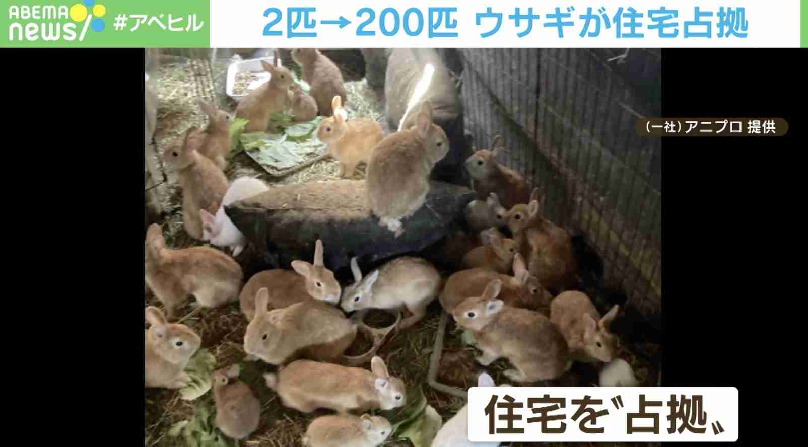 2年で2匹→200匹以上に… ウサギが住宅占拠 多頭飼育崩壊に動物愛護団体「受胎を防ぐ方法を最優先するべき」（ABEMA TIMES） - Yahoo!ニュース