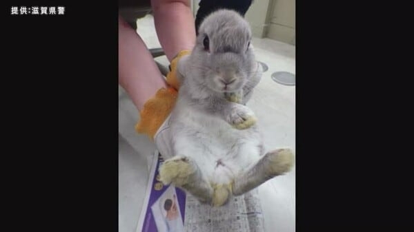 ペットのウサギ　駐輪場に捨てた“無責任”飼い主を書類送検　「言うこと聞かなくて捨てた」　ウサギは元気｜FNNプライムオンライン