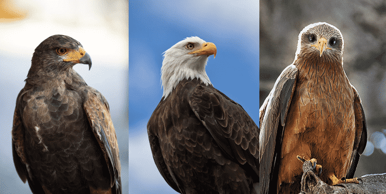 フェンスにつながれたタカ、職員がトンビと勘違いして逃がす…横須賀市が飼い主に賠償