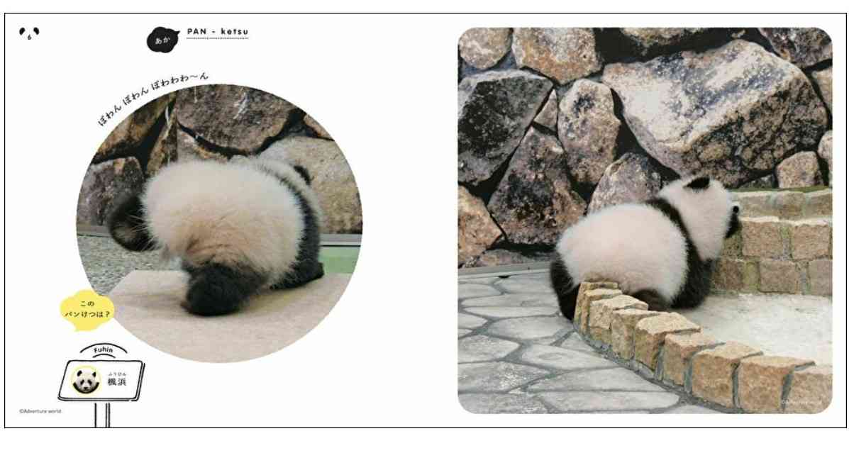 パンダのおしりを集めた写真集『パンけつ』がカレンダーに！ 赤ちゃんパンけつから大人パンけつまで13カ月に渡って楽しめます