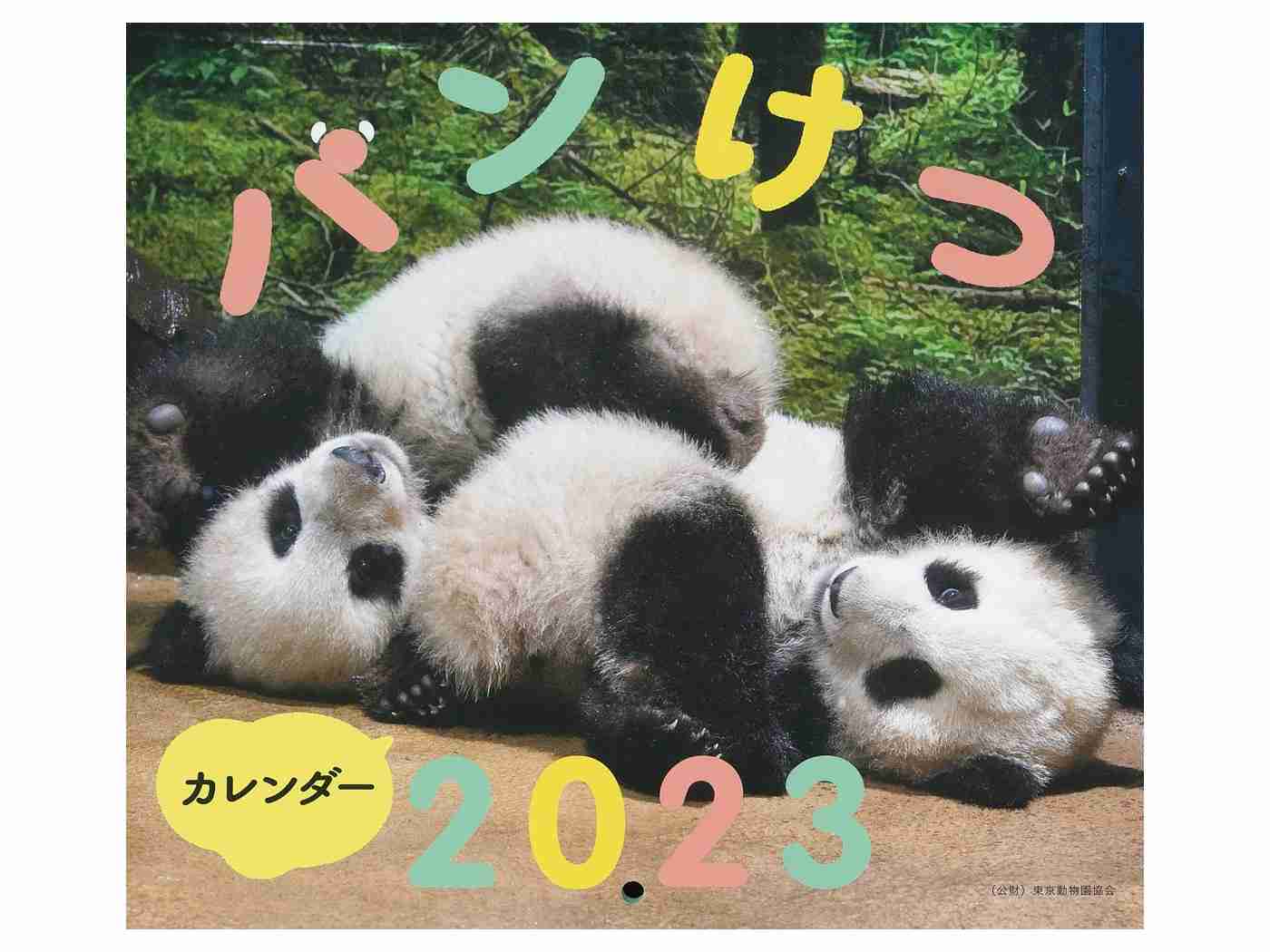 パンダのおしりを集めた写真集『パンけつ』がカレンダーに！ 赤ちゃんパンけつから大人パンけつまで13カ月に渡って楽しめます