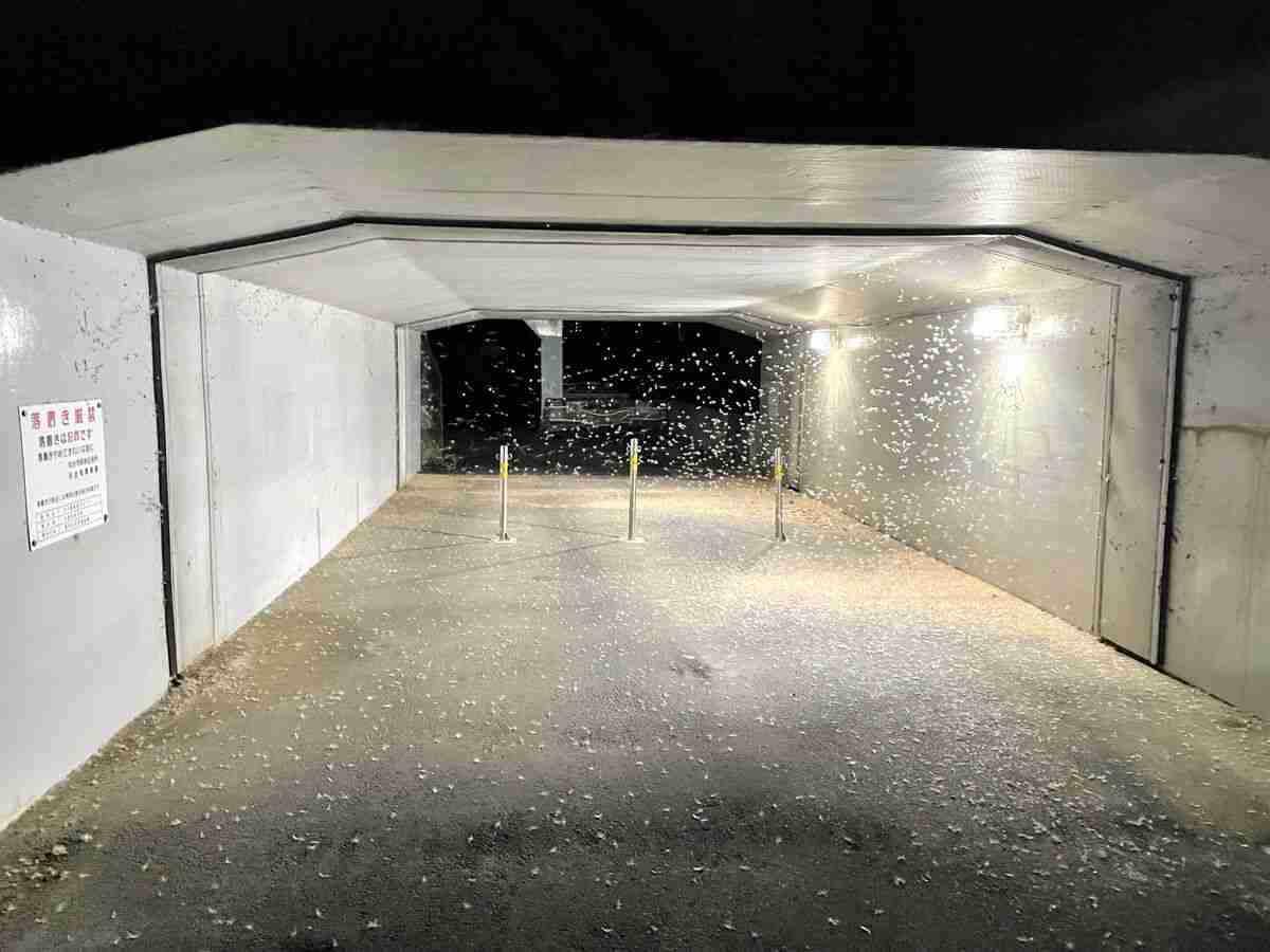 仙台・宮沢橋でカゲロウ大発生　まるで吹雪…路面真っ白　一夜明けた映像も | 河北新報オンラインニュース / ONLINE NEWS